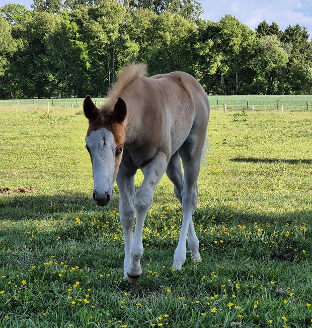 Quarterhorse Stute von 04/2025, Chestnut Rabicano, Reining, Kathi, Pferd kaufen, Harpstedt , Abbildung 5