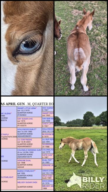 Quarterhorse Stute von 04/2025, Chestnut Rabicano, Reining, Kathi, Pferd kaufen, Harpstedt , Abbildung 9