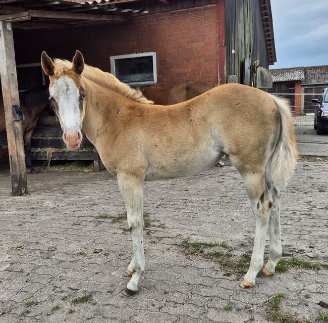 Quarterhorse Stute von 04/2025, Chestnut Rabicano, Reining, Kathi, Pferd kaufen, Harpstedt , Abbildung 7