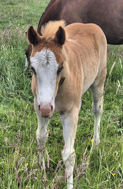 Quarterhorse Stute von 04/2025, Chestnut Rabicano, Reining, Kathi, Pferd kaufen, Harpstedt , Abbildung 8