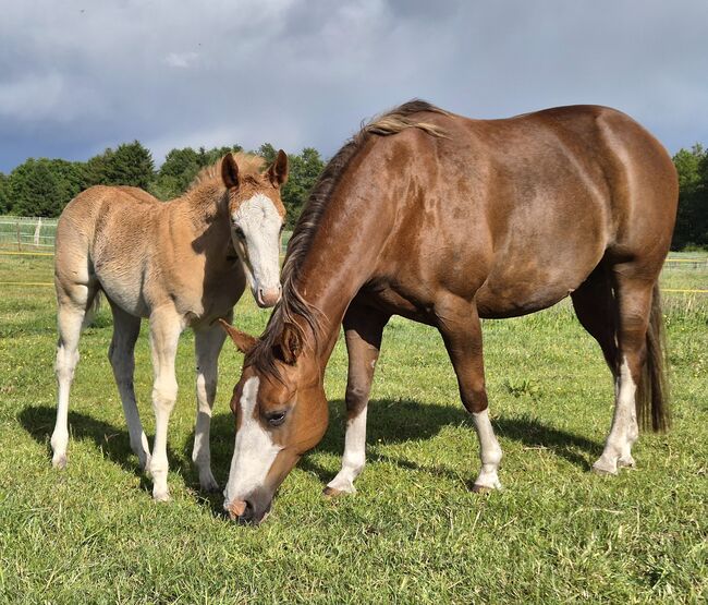 Quarterhorse Stute von 2013, Chestnut Rabicano, tragend für 2026, Kathi, Pferd kaufen, Harpstedt 