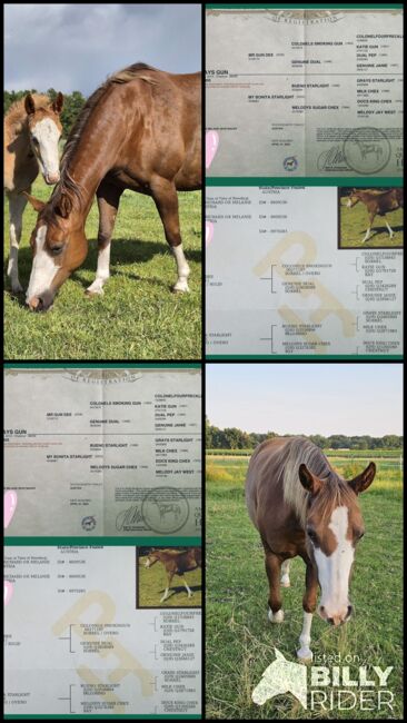 Quarterhorse Stute von 2013, Chestnut Rabicano, tragend für 2026, Kathi, Pferd kaufen, Harpstedt , Abbildung 7