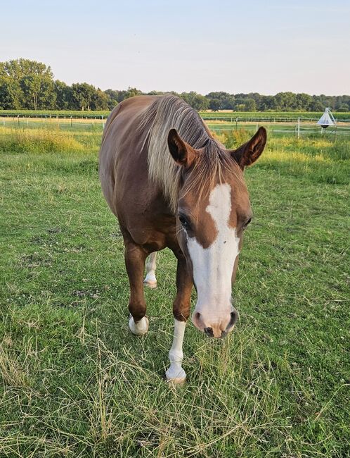 Quarterhorse Stute von 2013, Chestnut Rabicano, tragend für 2026, Kathi, Pferd kaufen, Harpstedt , Abbildung 4