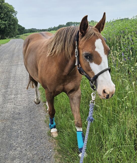 Quarterhorse Stute von 2013, Chestnut Rabicano, tragend für 2026, Kathi, Pferd kaufen, Harpstedt , Abbildung 5