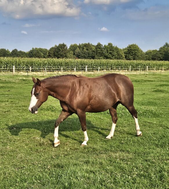 Quarterhorse Stute von 2013, Chestnut Rabicano, tragend für 2026, Kathi, Pferd kaufen, Harpstedt , Abbildung 6