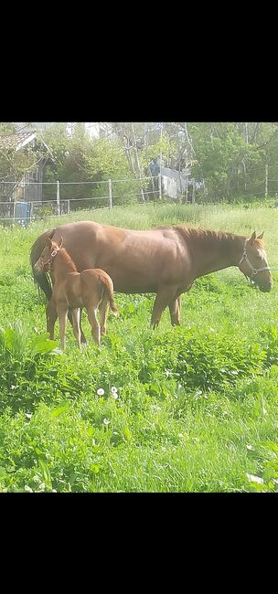 Quarterhorse Stute 2014, Sunbeam Ranch! , Pferd kaufen, Kaufbeuren 