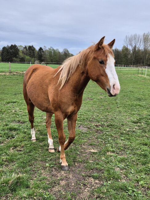 Quarterhorse Stute von 2023, doppelt registriert, Kathi, Pferd kaufen, Groß Ippener, Abbildung 7