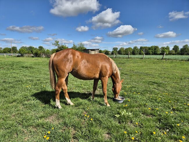 Quarterhorse Stute von 2023, doppelt registriert, Kathi, Pferd kaufen, Groß Ippener, Abbildung 6