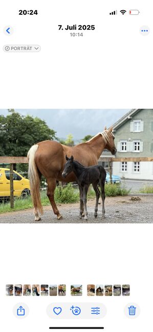 Quarterhorse stute, Jacqueline , Pferd kaufen, Sulzberg 