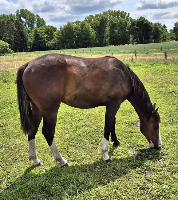 Quarterhorse Wallach von 05/2024, Allround/Foundation, Kathi, Horses For Sale, Groß Ippener, Image 3