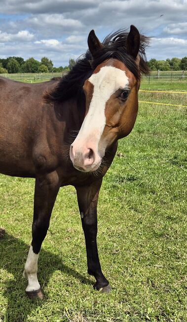 Quarterhorse Wallach von 05/2024, Allround/Foundation, Kathi, Horses For Sale, Groß Ippener, Image 4