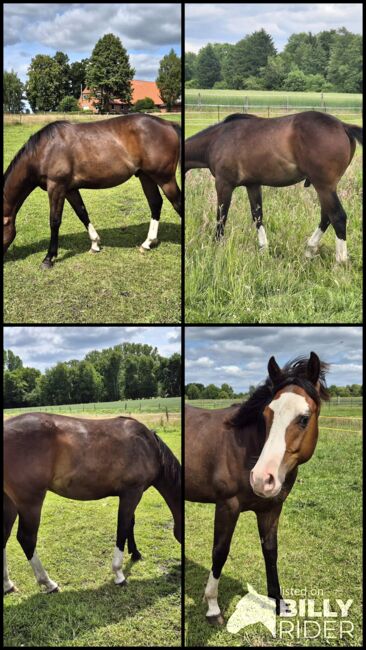 Quarterhorse Wallach von 05/2024, Allround/Foundation, Kathi, Horses For Sale, Groß Ippener, Image 8