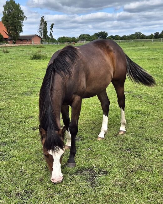 Quarterhorse Wallach von 05/2024, Allround/Foundation, Kathi, Horses For Sale, Groß Ippener, Image 7