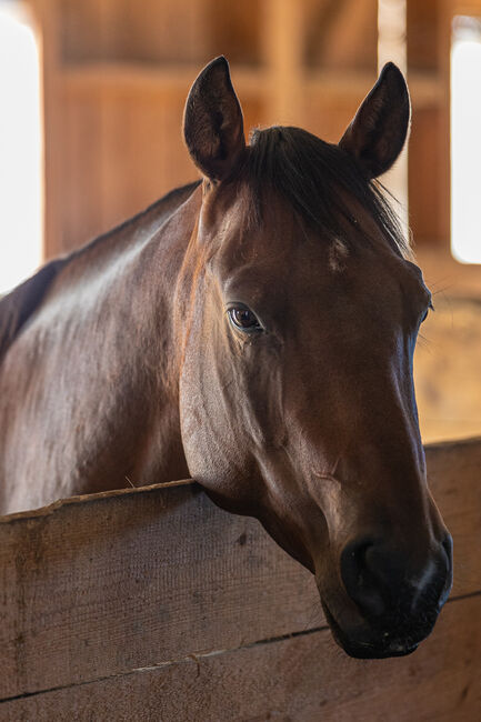 Quarterhorse-Wallach sucht neue Aufgaben, Gerhard Konir, Horses For Sale, Lanzenkirchen, Image 2