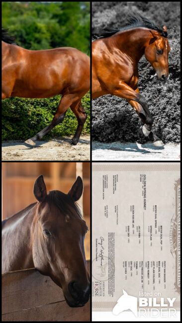 Quarterhorse-Wallach sucht neue Aufgaben, Gerhard Konir, Horses For Sale, Lanzenkirchen, Image 5