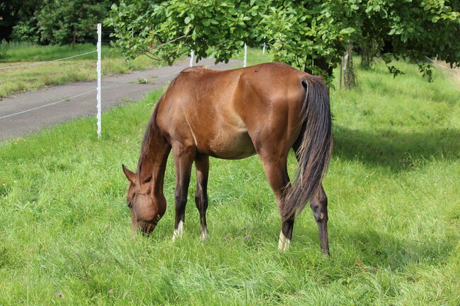 Quarterhorse/VB Araber Mix 50/50 toller junger Wallach mit viel Potenzial, Wolfgang Künkel, Pferd kaufen, Preuß. Oldendorf, Abbildung 9