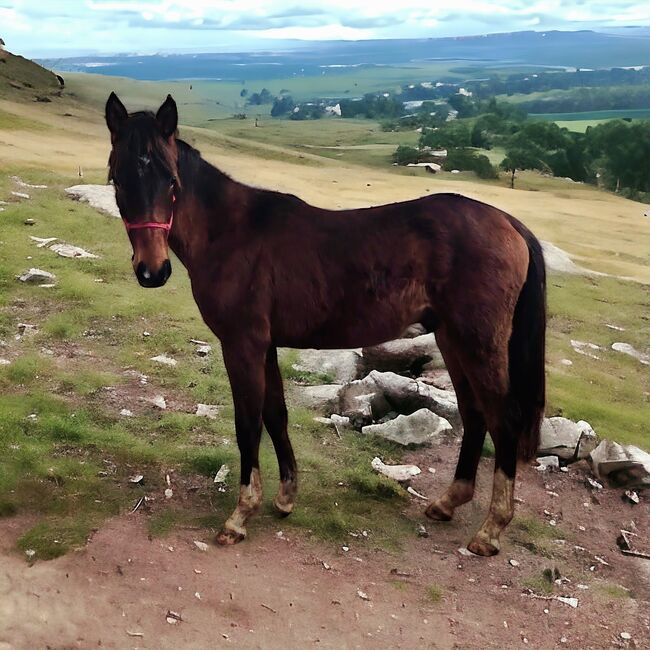 Quarterhorse/VB Araber Mix 50/50 toller junger Wallach mit viel Potenzial, Wolfgang Künkel, Pferd kaufen, Preuß. Oldendorf, Abbildung 4