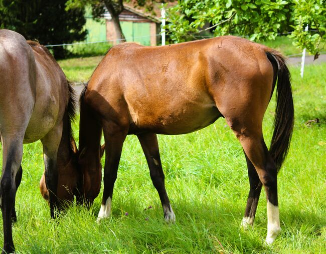 Quarterhorse/VB Araber Mix 50/50 toller junger Wallach mit viel Potenzial, Wolfgang Künkel, Horses For Sale, Preuß. Oldendorf, Image 7