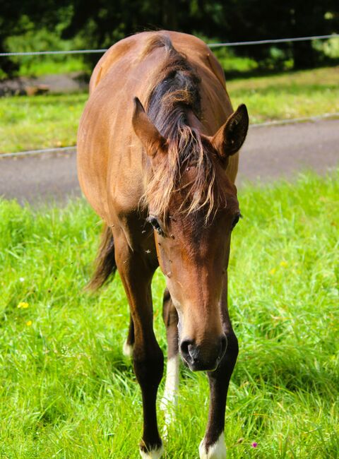 Quarterhorse/VB Araber Mix 50/50 toller junger Wallach mit viel Potenzial, Wolfgang Künkel, Horses For Sale, Preuß. Oldendorf, Image 10