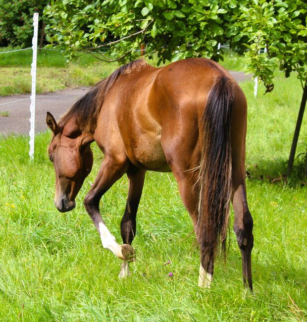 Quarterhorse/VB Araber Mix 50/50 toller junger Wallach mit viel Potenzial, Wolfgang Künkel, Horses For Sale, Preuß. Oldendorf, Image 5