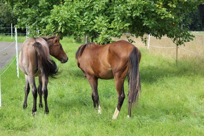 Quarterhorse/VB Araber Mix 50/50 toller junger Wallach mit viel Potenzial, Wolfgang Künkel, Horses For Sale, Preuß. Oldendorf, Image 8