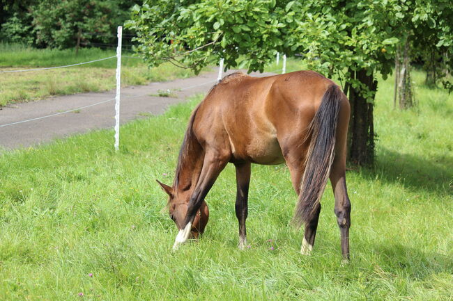 Quarterhorse/VB Araber Mix 50/50 toller junger Wallach mit viel Potenzial, Wolfgang Künkel, Horses For Sale, Preuß. Oldendorf, Image 11