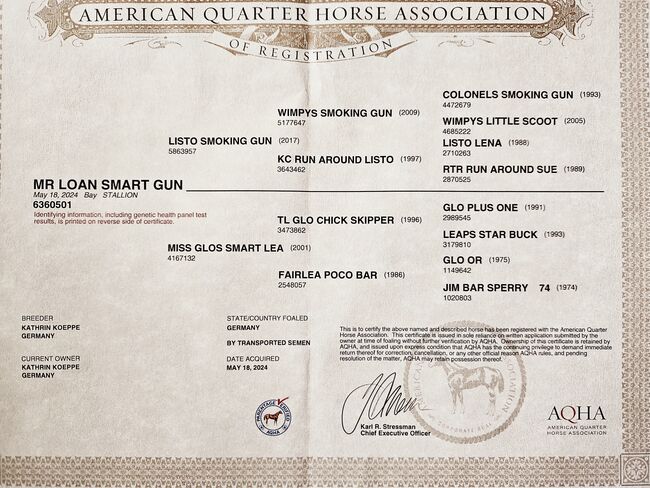 Quarterhorse Wallach von 05/2024, Allround/Foundation, Kathi, Pferd kaufen, Harpstedt , Abbildung 3