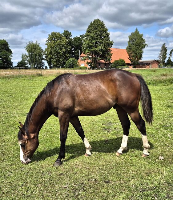 Quarterhorse Wallach von 05/2024, Allround/Foundation, Kathi, Pferd kaufen, Harpstedt 