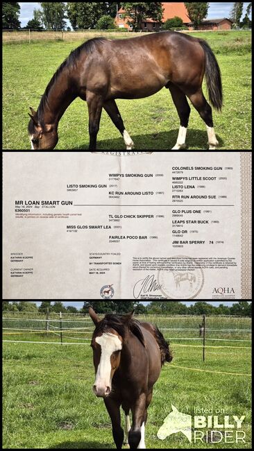 Quarterhorse Wallach von 05/2024, Allround/Foundation, Kathi, Pferd kaufen, Harpstedt , Abbildung 4