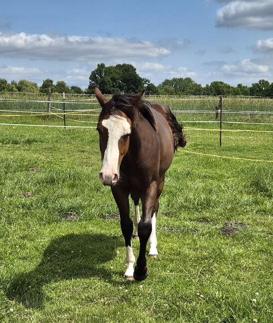 Quarterhorse Wallach von 05/2024, Allround/Foundation, Kathi, Pferd kaufen, Harpstedt , Abbildung 2