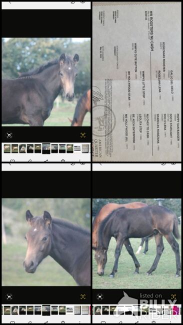 Quarterhorse Absetzer Hengst, Heike Schmid , Horses For Sale, Haigerloch, Image 5