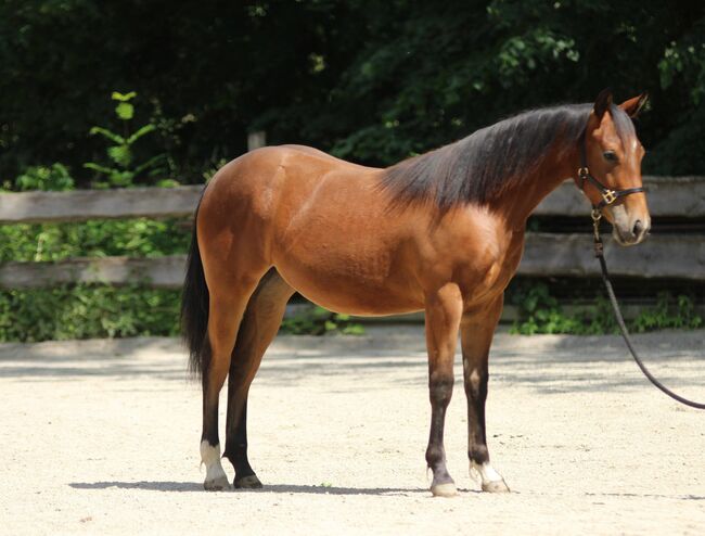 #quarterhorselove #theonetogofor American Quarter Horse Stute 1 Jahr Braun 1,55m geschätztes Endmaß, WOW Pferd  (WOW Pferd), Pferd kaufen, Bayern - Attenkirchen, Abbildung 4