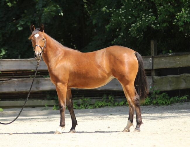 #quarterhorselove #theonetogofor American Quarter Horse Stute 1 Jahr Braun 1,55m geschätztes Endmaß, WOW Pferd  (WOW Pferd), Pferd kaufen, Bayern - Attenkirchen, Abbildung 2