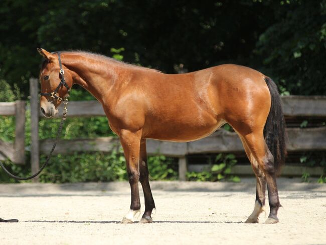#quarterhorselove #theonetogofor American Quarter Horse Stute 1 Jahr Braun 1,55m geschätztes Endmaß, WOW Pferd  (WOW Pferd), Pferd kaufen, Bayern - Attenkirchen