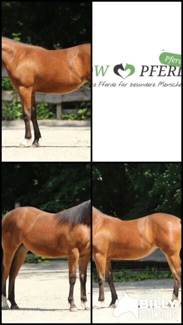 #quarterhorselove #theonetogofor American Quarter Horse Stute 1 Jahr Braun 1,55m geschätztes Endmaß, WOW Pferd  (WOW Pferd), Pferd kaufen, Bayern - Attenkirchen, Abbildung 6