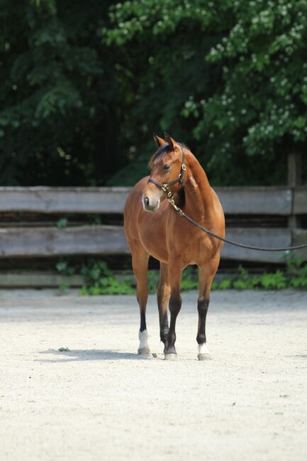 #quarterhorselove #theonetogofor American Quarter Horse Stute 1 Jahr Braun 1,55m geschätztes Endmaß, WOW Pferd  (WOW Pferd), Horses For Sale, Bayern - Attenkirchen, Image 3