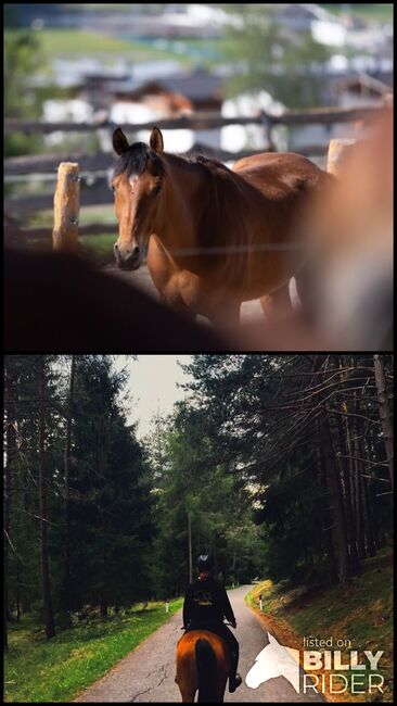 Quartermix zu verkaufen!, Barbara Pietrobon , Horses For Sale, Pfalzen Südtirol , Image 3