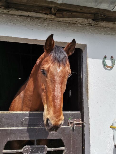 Quarter Wallach sucht Platz am Meer, Simone, Horses For Sale, Simmerath, Image 9