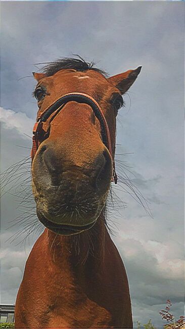 Quarter Wallach sucht Platz am Meer, Simone, Horses For Sale, Simmerath, Image 6