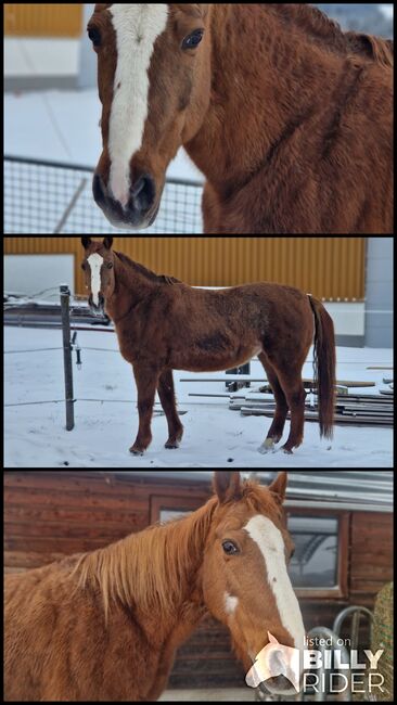 Quater Hafi Mix, Daniela, Horses For Sale, Bad Leonfelden, Image 4