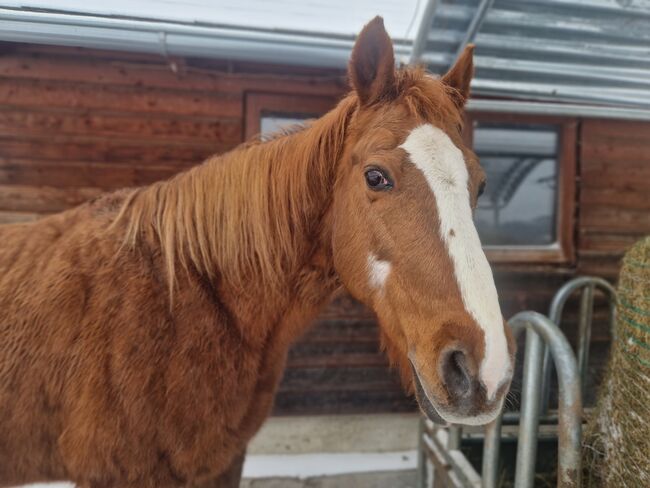 Quater Hafi Mix, Daniela, Horses For Sale, Bad Leonfelden, Image 3