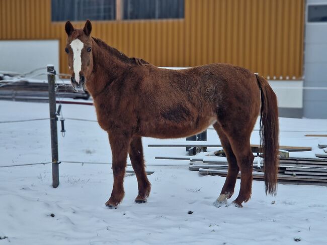 Quater Hafi Mix, Daniela, Horses For Sale, Bad Leonfelden, Image 2