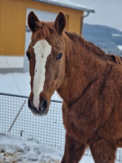 Quater Hafi Mix, Daniela, Horses For Sale, Bad Leonfelden