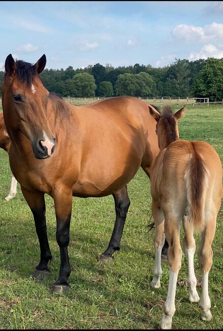 Quater Mix Stute, Malia, Pferd kaufen, Liebenwalde, Abbildung 2