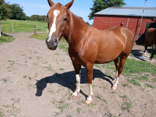 Quater Paint Wallach 2022, Sosa, Horses For Sale, Ihlow Westerende-Kirchloog