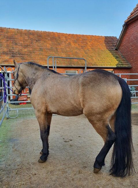 Quater Pony, Petra Rehrl, Pferd kaufen, Varrel 