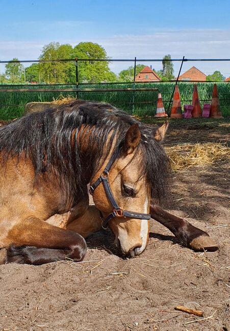 Quater Pony, Petra Rehrl, Pferd kaufen, Varrel 