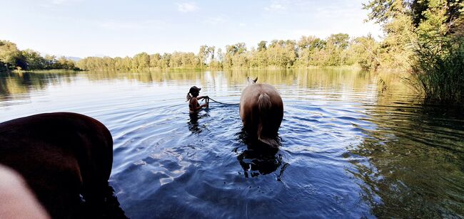 Quaterhorse Wallach abzugeben, Alexandra , Horses For Sale, Lustenau , Image 6