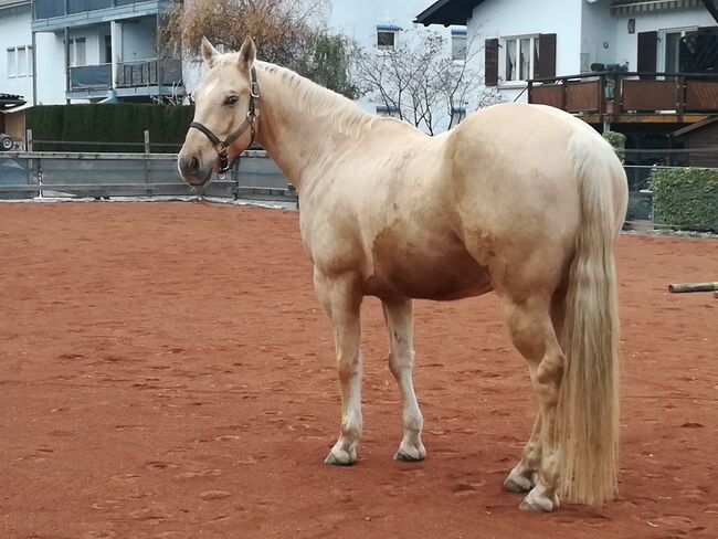 Quaterhorse Wallach abzugeben, Alexandra , Horses For Sale, Lustenau , Image 11