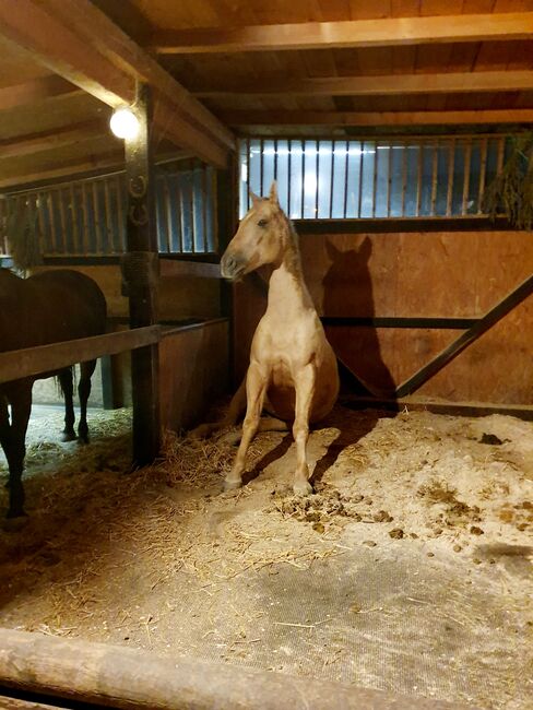 Quaterhorse Wallach abzugeben, Alexandra , Horses For Sale, Lustenau , Image 13